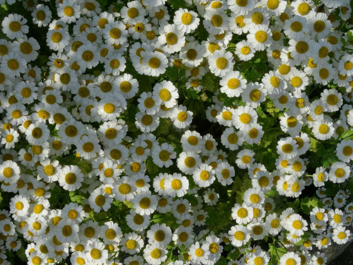 Sint-MargrieteDe Molenkreek别墅 外观 照片
